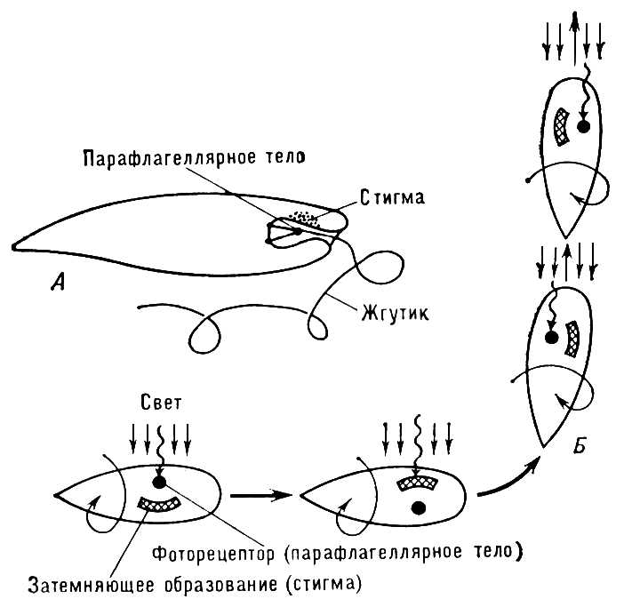Большая Советская Энциклопедия (ФО) i010-001-287564853.jpg