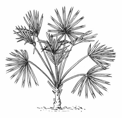 Большая Советская Энциклопедия (ХА) i010-001-254094630.jpg