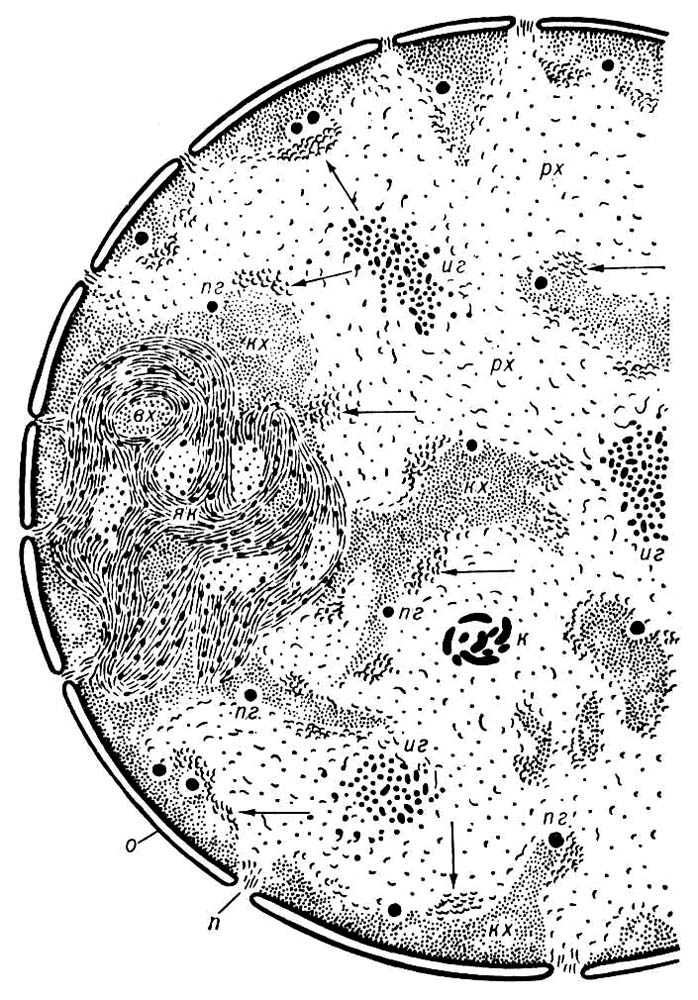 Большая Советская Энциклопедия (ЯД) i009-001-236101971.jpg