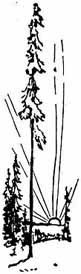 Родные поэты (сборник) _8.jpg_2