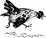 Как куры научились плавать _2.png