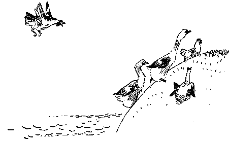 Как куры научились плавать _4.png