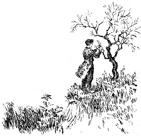 Новый сорт i_022.png