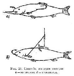 Спортивная ловля рыбы pic_103.jpg