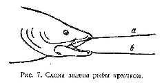 Спортивная ловля рыбы pic_17.jpg