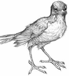 Swordbird pic_32.jpg