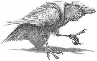 Swordbird pic_11.jpg
