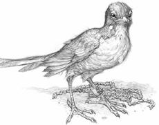 Swordbird pic_9.jpg