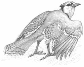 Swordbird pic_13.jpg