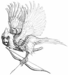 Swordbird pic_17.jpg