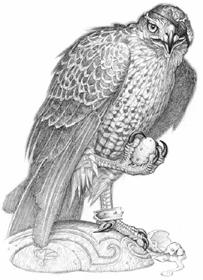 Swordbird pic_21.jpg
