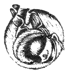 Наградная медаль. В 2-х томах. Том 1 (1701-1917) bw_32.png