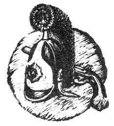 Наградная медаль. В 2-х томах. Том 1 (1701-1917) bw_50.png