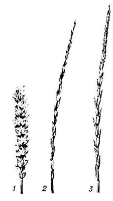 Большая Советская Энциклопедия (ПШ) i010-001-263287723.jpg