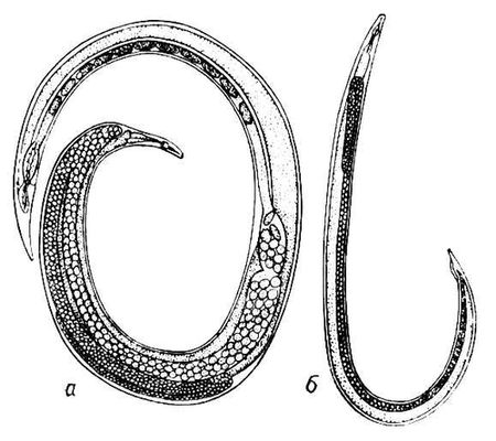 Большая Советская Энциклопедия (ПШ) i010-001-284336345.jpg