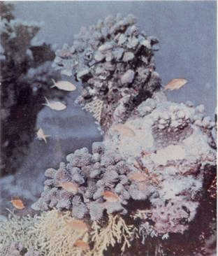 Живое море i_010.jpg