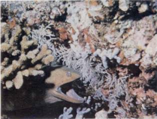 Живое море i_012.jpg