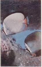 Живое море i_014.jpg