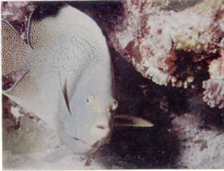 Живое море i_016.jpg