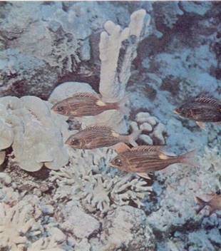 Живое море i_024.jpg