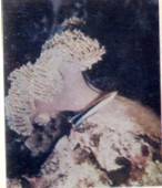 Живое море i_029.jpg