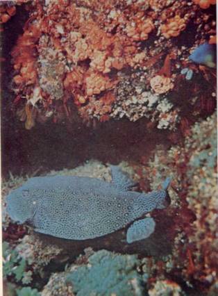 Живое море i_032.jpg