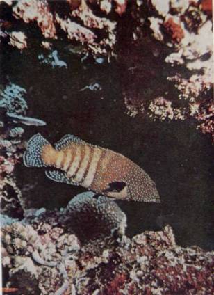 Живое море i_033.jpg