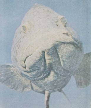 Живое море i_039.jpg