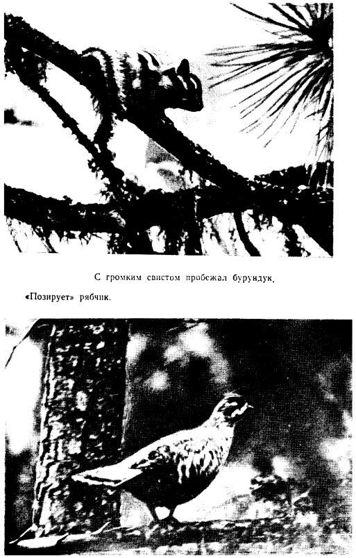 На гору каменных идолов pic_8.jpg