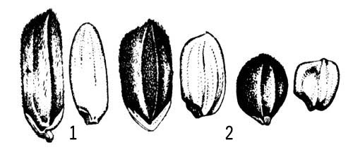 Большая Советская Энциклопедия (РИ) i009-001-240255443.jpg