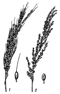 Большая Советская Энциклопедия (РИ) i010-001-244221543.jpg