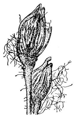 Большая Советская Энциклопедия (РИ) i009-001-223552034.jpg