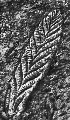 Большая Советская Энциклопедия (РИ) i010-001-245620525.jpg