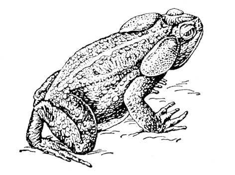 Большая Советская Энциклопедия (АГ) i008-pictures-001-291193702.jpg
