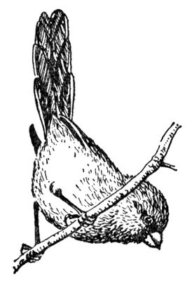 Большая Советская Энциклопедия (СУ) i009-001-234705756.jpg