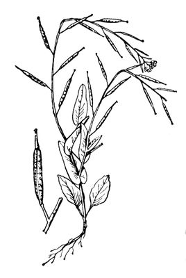 Большая Советская Энциклопедия (СУ) i010-001-266861810.jpg