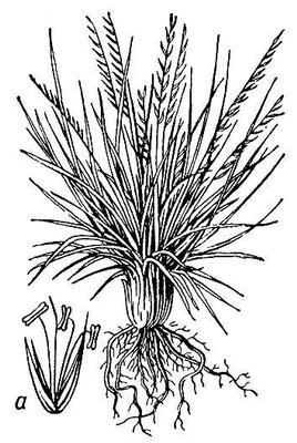 Большая Советская Энциклопедия (БЕ) i010-001-250848617.jpg