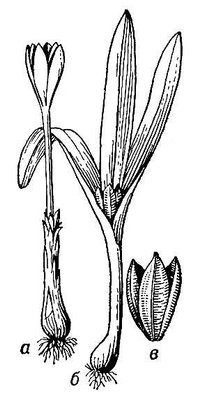 Большая Советская Энциклопедия (БЕ) i010-001-272284116.jpg