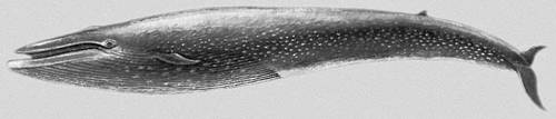 Большая Советская Энциклопедия (БЕ) i009-001-200277015.jpg