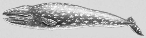 Большая Советская Энциклопедия (БЕ) i009-001-233599511.jpg