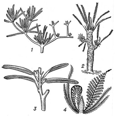 Большая Советская Энциклопедия (БЕ) i010-001-271722480.jpg