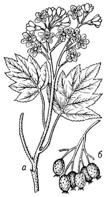 Большая Советская Энциклопедия (БЕ) i010-001-249768529.jpg
