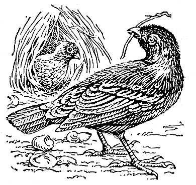 Большая Советская Энциклопедия (БЕ) i010-001-274598389.jpg