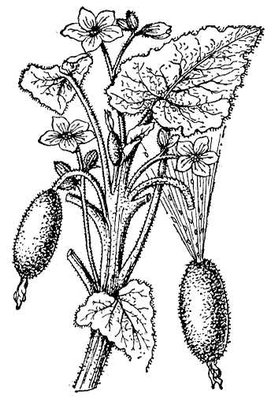 Большая Советская Энциклопедия (БЕ) i009-001-212725761.jpg