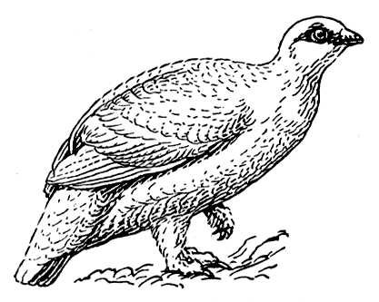 Большая Советская Энциклопедия (БЕ) i010-001-255526020.jpg