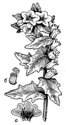 Большая Советская Энциклопедия (БЕ) i009-001-236001232.jpg