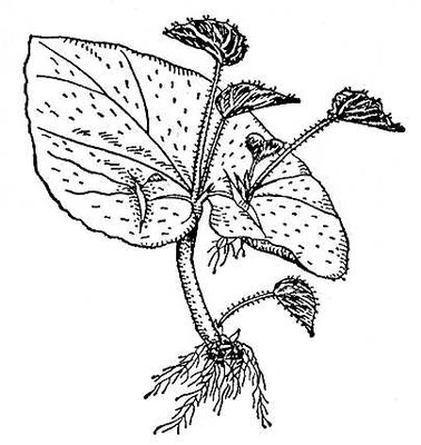 Большая Советская Энциклопедия (БЕ) i009-001-240755490.jpg