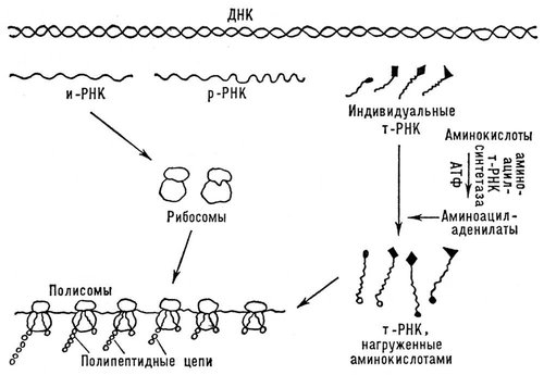 Большая Советская Энциклопедия (БЕ) i009-001-240215108.jpg