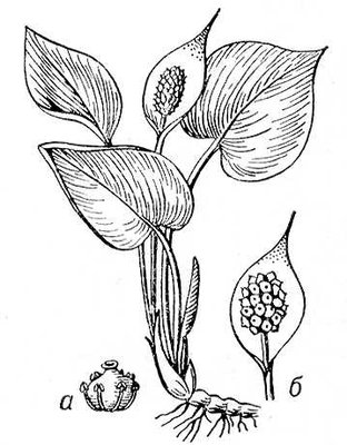 Большая Советская Энциклопедия (БЕ) i009-001-219598802.jpg