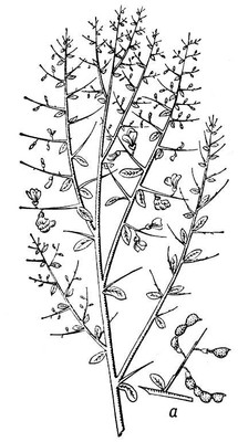 Большая Советская Энциклопедия (ВЕ) i009-001-214886557.jpg